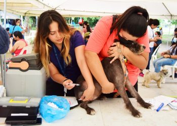 El Instituto de Bienestar Animal desarrolla jornadas veterinarias en diferentes municipios