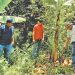 Agricultores apuestan por el cultivo de guineo en San Emigdio, La Paz