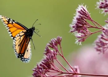 ¿Se extinguirán las mariposas monarca? Algunos lo dudan