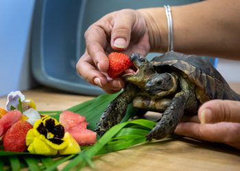 Contra todo pronóstico, la tortuga bicéfala Janus llegó a sus 25 años