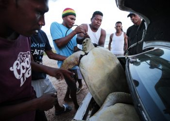 Caza de tortugas verdes para la gastronomía tradicional del caribe nicaragüense