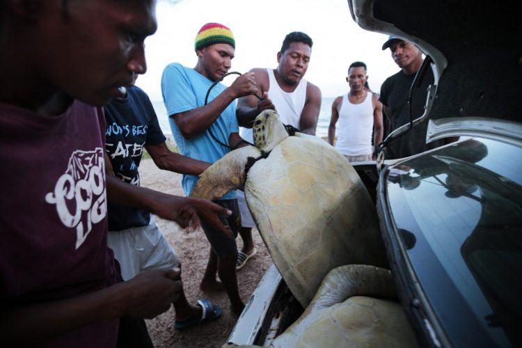 Fishermen of the Miskito ethnic group carry a green sea turtle (Chelonia mydas), considered an endangered specie, to be sold at the local market in Bilwi, Nicaragua, on September 21, 2022. - After hours of work aboard small sailboats, the fishermen of the Miskito ethnic group capture in their nets huge green sea turtles (chelonia mydas), an endangered species, whose consumption is allowed in the Caribbean of Nicaragua, as part of the traditional gastronomy of the communities. (Photo by OSWALDO RIVAS / AFP)