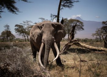 Muere elefanta que había sobrevivido a varios intentos de caza furtiva en Kenia