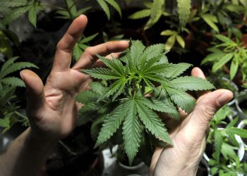 Se dispara consumo de cannabis medicinal entre veteranos canadienses