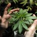 Se dispara consumo de cannabis medicinal entre veteranos canadienses