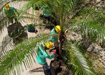 Inicia proyecto de iluminación y arborización en carretera camino a Sur City