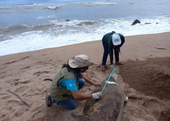 Encuentran cadáver de delfín en alto grado de descomposición en playa El Faro
