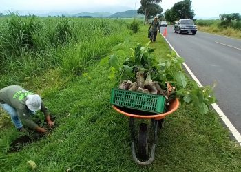 Sembrarán árboles frutales en carretera al Cerro Verde