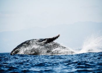 Fotos | Captan a ballena jorobada y su cría por primera vez en costa salvadoreña