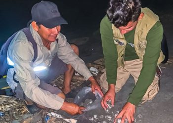 El Ministerio de Medio Ambiente y comunidades trabajan en la protección de las tortugas marinas en estero de Jaltepeque