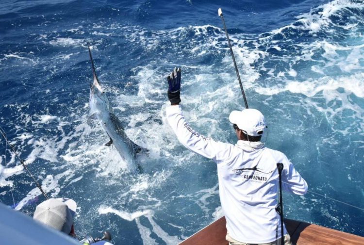El ya tradicional Torneo Internacional de la Pesca del Marlin 2022, se realizará este año del 11 al 14 de noviembre en la Costa del Sol. Fotos/INDES
