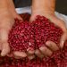 Fideagro ya entregó $22 millones a productores agrícolas