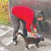 Martha, la docente que sueña con una fundación para rescatar animales