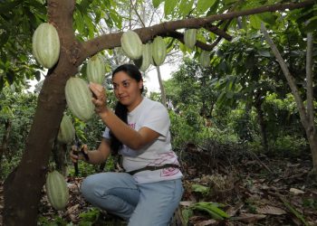 El Centa capacitó a productores de Panamá en el cultivo del cacao