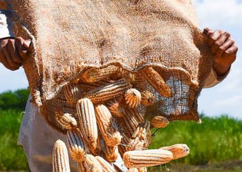 El Salvador mantiene la proyección de 22 millones de quintales de maíz en 2022