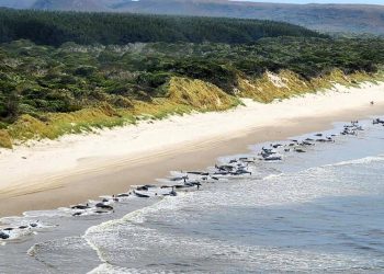 Encuentran 230 ballenas varadas en Australia, la mitad muertas