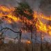 Fuego arrasa 4,000 hectáreas en norte de Argentina
