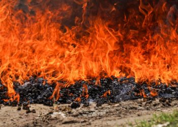 Autoridades destruyen marihuana valuada en más de $227,000 en Changallo