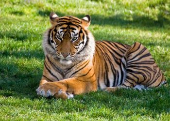 Mujer lucha contra un tigre para salvar a su bebé en India