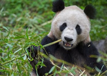 China regala a Catar dos pandas gigantes con motivo del Mundial de fútbol