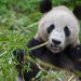 China regala a Catar dos pandas gigantes con motivo del Mundial de fútbol