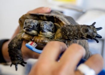 Flores para el 25 cumpleaños de la tortuga bicéfala Janus