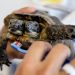 Flores para el 25 cumpleaños de la tortuga bicéfala Janus