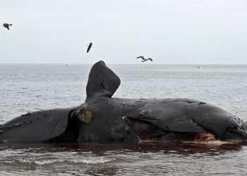Al menos 13 ballenas muertas en santuario de la Patagonia argentina
