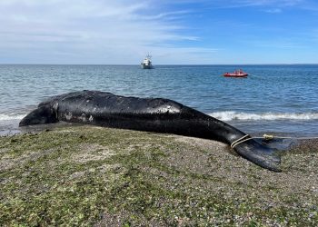 Muerte de ballenas en Argentina, un fenómeno natural a punto de finalizar