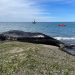 Muerte de ballenas en Argentina, un fenómeno natural a punto de finalizar