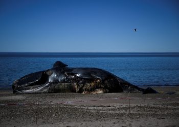 Ascienden a 30 las ballenas muertas en santuario de la Patagonia argentina