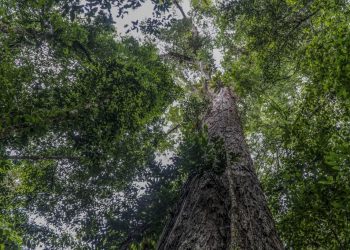 Científicos llegan al árbol más alto de la Amazonía en Brasil
