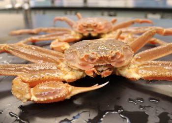 Aguas cada vez más calientes en Alaska, la principal causa de la mortandad masiva de cangrejos