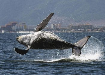 Mueren medio millar de ballenas piloto varadas en Nueva Zelanda