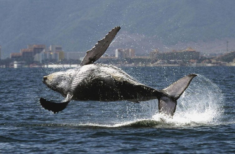 Foto: AFP