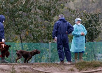 España registra un caso de gripe aviar en humanos