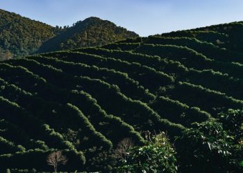 El Ministerio de Agricultura y Ganadería implementa acciones para proteger cultivos de café y cereales
