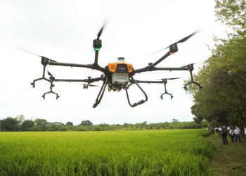 Producción agrícola garantiza abastecimiento de alimentos