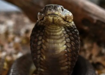 La cobra real «Houdini» vuelve a evitar ser capturada en un zoo de Suecia