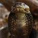 La cobra real «Houdini» vuelve a evitar ser capturada en un zoo de Suecia
