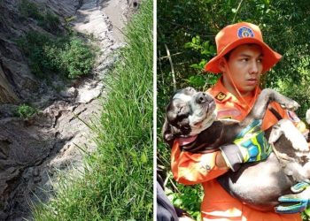 Cuerpo de Bomberos rescata a canino que se encontraba en una quebrada en Ilopango