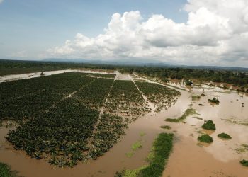 Guatemala y Honduras pierden 190,000  hectáreas agrícolas por Julia