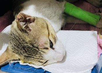 Autoridades capturan a hombre que atropelló a un gato en San Miguel