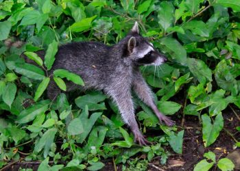 Medio Ambiente libera animales silvestres en Áreas Naturales Protegidas