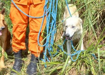 Bomberos rescatan a dos perritos que cayeron en una quebrada en Cojutepeque
