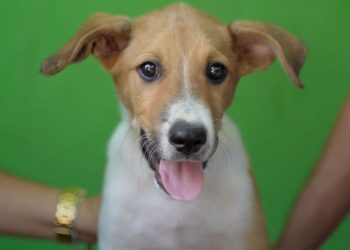 Instituto de Bienestar Animal descarta caso de maltrato en perrito rescatado de la calle en Metapán
