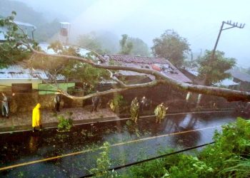 Caída de árboles por tormenta Julia restringen paso a varios municipios