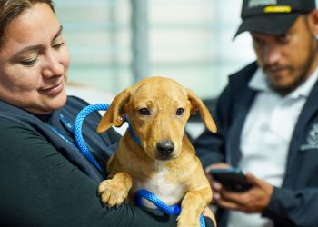 Bienestar Animal brindó 121 atenciones a mascotas durante la tormenta Julia