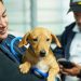 Bienestar Animal brindó 121 atenciones a mascotas durante la tormenta Julia