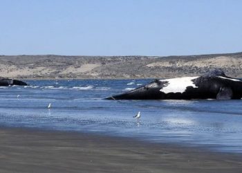 Algas tóxicas causaron la muerte de 30 ballenas en Argentina